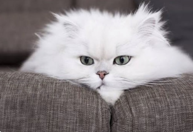 felted cat